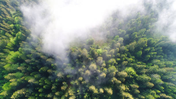 istock Aerial shot of green forest under clouds 700840740