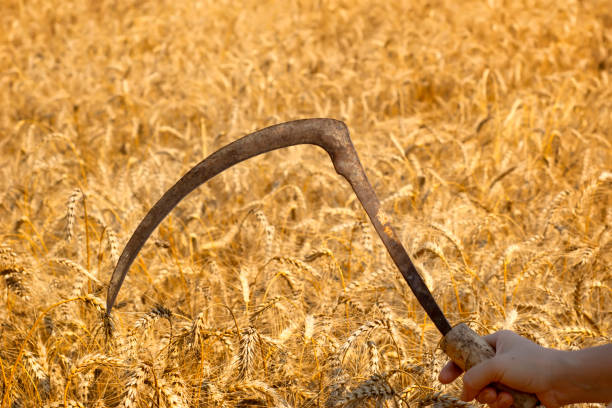 istock farmer posing in cultivated wheat field 700841208