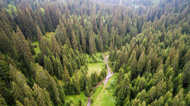 緑の森の空中ショット - landscape aerial view lumber industry agriculture ストックフォトと画像