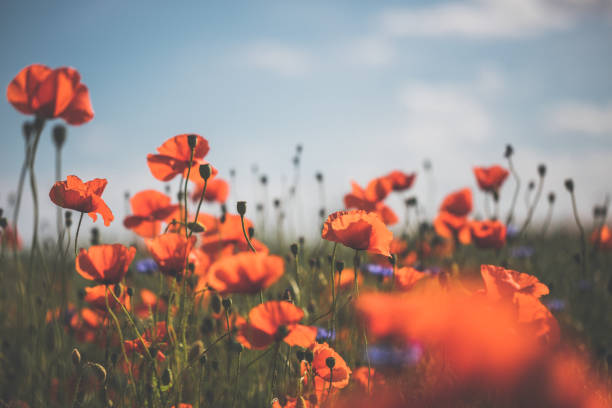 istock Red poppy in beautiful sunset against the dusk 700848718