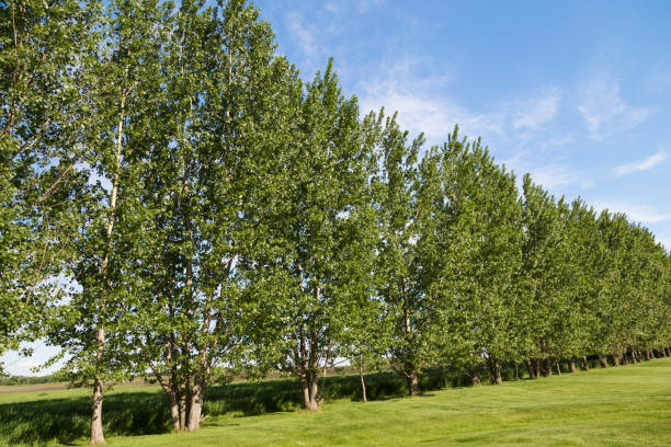 istock Row of Poplar Trees 700849868