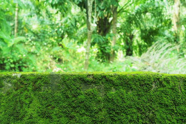 Natural green moss texture on the wall for beautiful background and copy space