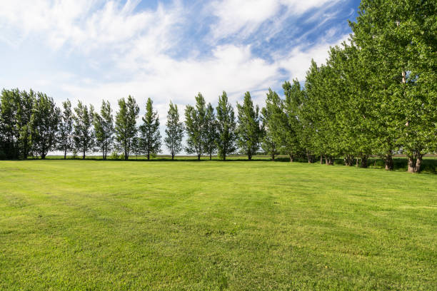 istock Row of Poplar Trees 700850072