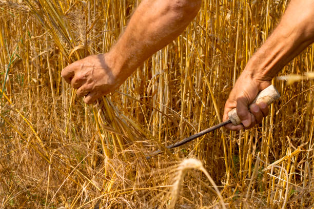 istock farmer posing in cultivated wheat field 700854988