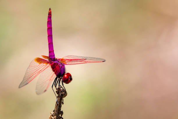 istock Image of a dragonfly (Trithemis aurora) on nature background. Insect Animal 700856042