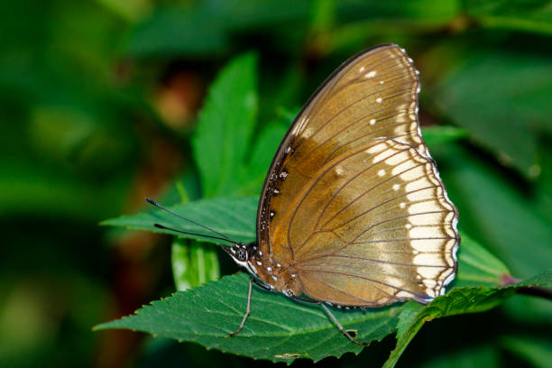 Image of The Great Egg-fly Butterfly on nature background. Insect Animal (Hypolimnas bolina Linnaeus, 1758)