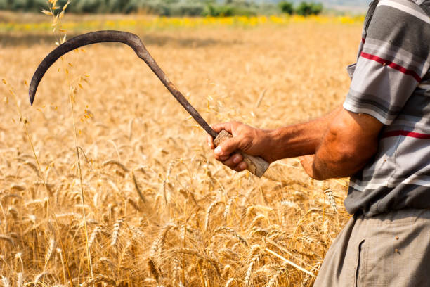 istock farmer posing in cultivated wheat field 700856720