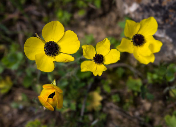 istock Anemone Coronaria Flowers 700856886