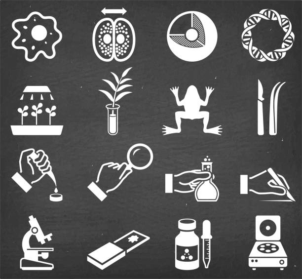 Science and Biology Scientific Innovation vector icon set Science and Biology Scientific Innovation vector icon set. This image features a set of roaylty free vector icons in white on a chalkboard. The icons can be used separately or as part of a set. The chalk board has a slight texture. dissected flower stock illustrations