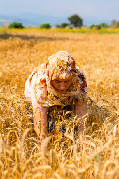 istock Female farmer posing in cultivated wheat field 700864798