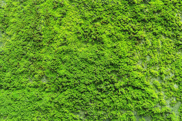 istock Natural green moss texture on the wall for beautiful background and copy space 700865180