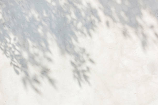 les ombres des feuilles sur un mur de plâtre blanc - blanchi à la chaux photos et images de collection