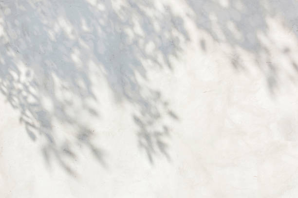 the shadows of the leaves on a white plastered wall