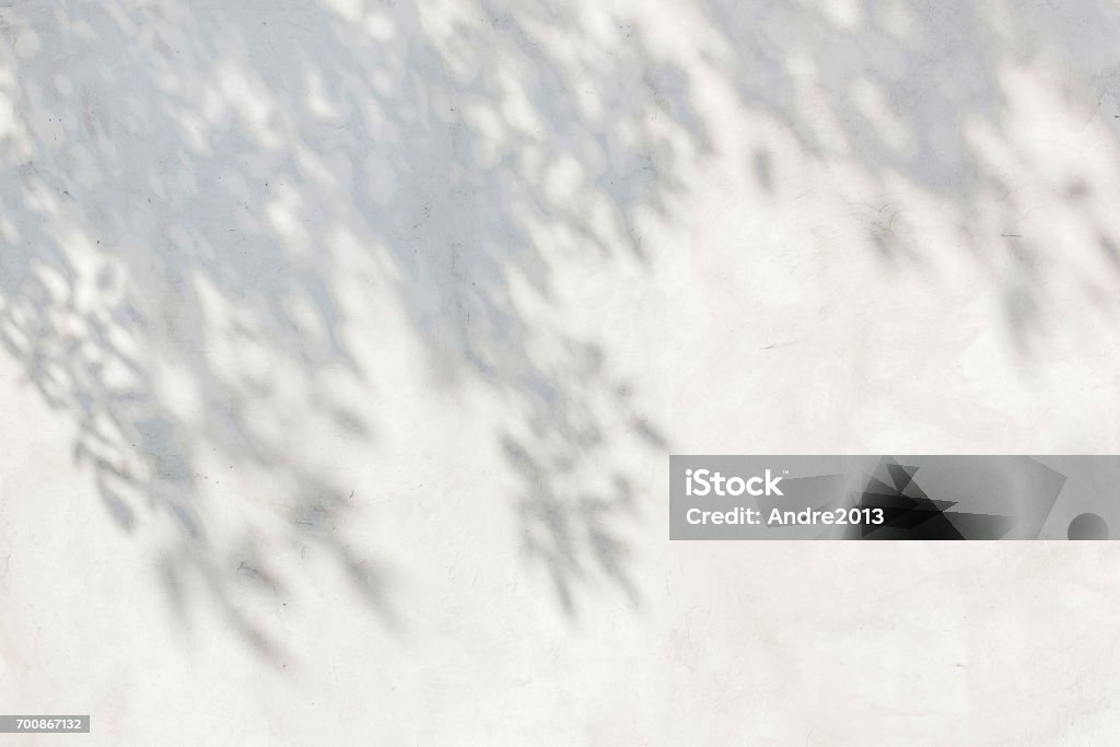 as sombras das folhas em uma parede de gessada branca - Foto de stock de Sombra royalty-free