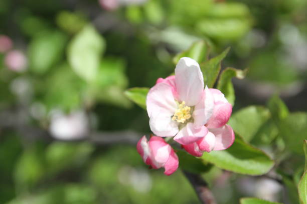 spring shoot of pink flower of apple tree stock photo