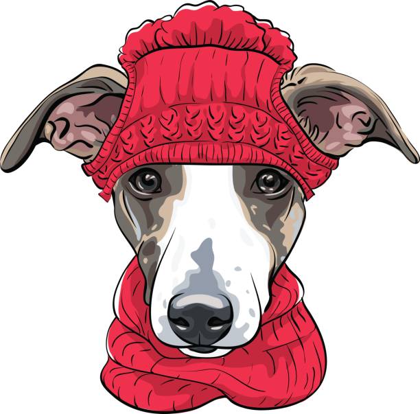 illustrations, cliparts, dessins animés et icônes de vector italian greyhound chien de race - sight hound