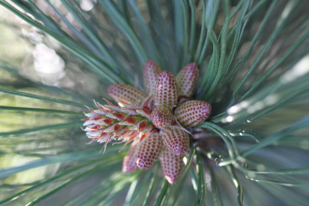 young brown cones on pine stock photo