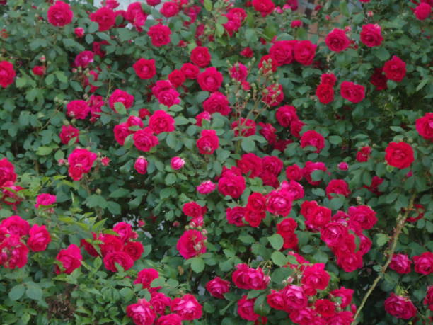 Profusely blooming red rose bush. Exuberant rose bush in May. Luxuriant climbing rose bush.