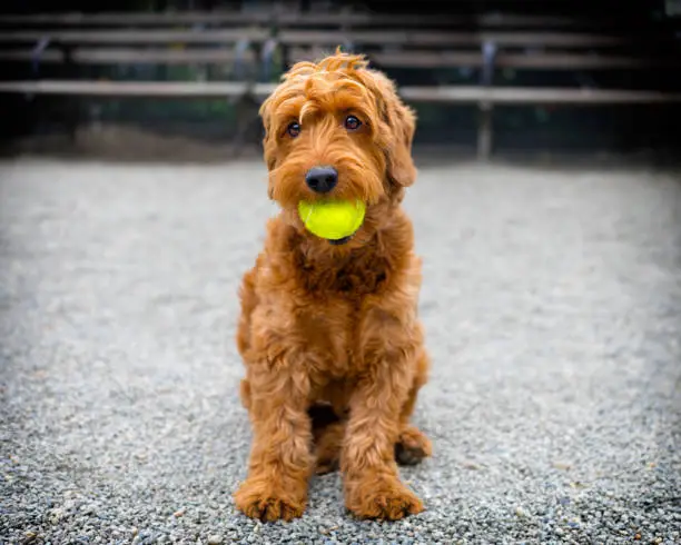 portrait of F1 miniature goldendoodle with tennis ball in her mouth Sitting outdoors in dog park.