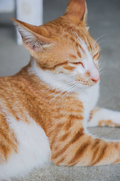 istock orange short hair siamese cat 700895782