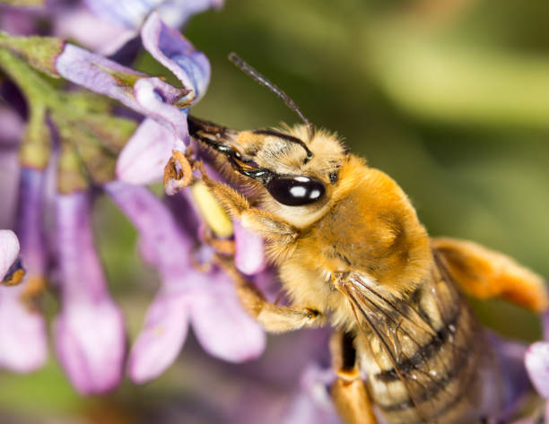 istock bee on a flower lilac. close 700900950