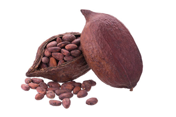 istock Cacao pods and beans isolated on white backgroun 700901028