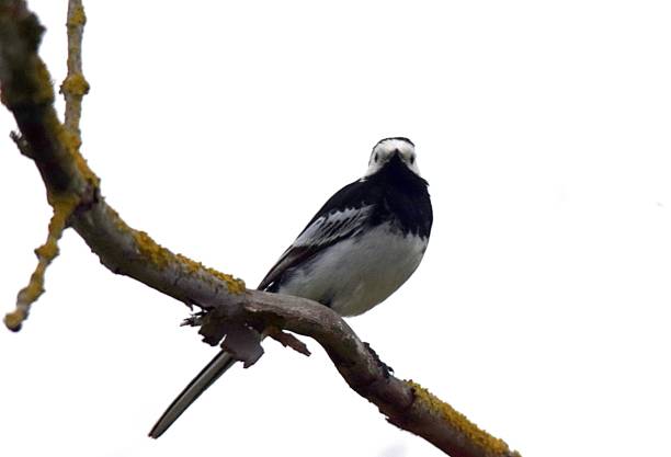 istock pied wagtail black and white small bird perched 700914824