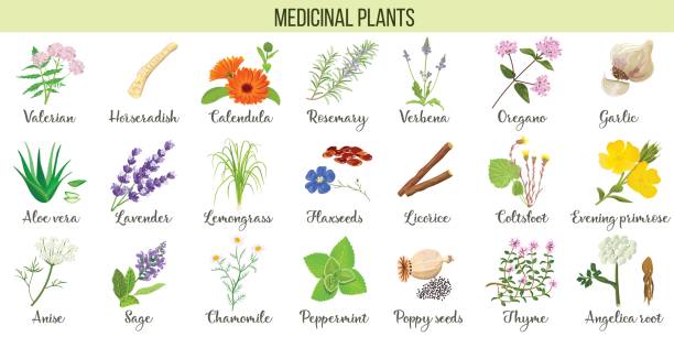 illustrations, cliparts, dessins animés et icônes de ensemble de gros vecteur de plantes médicinales. racine de valériane, aloe vera, lavande, menthe poivrée, angélique, camomille, verveine, anis - poppy seed illustrations