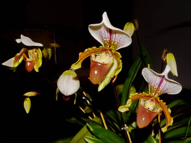 Beautiful orchid Princess slipper Paphiopedilum Beautiful orchid Princess Paphiopedilum slipper Sepal stock pictures, royalty-free photos & images