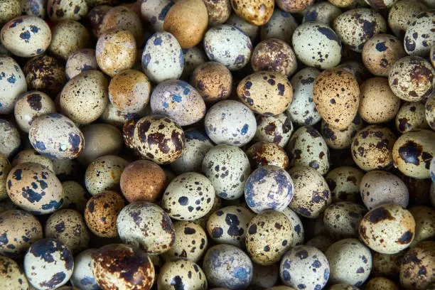 Textured background with small quail eggs. Natural pattern. Horizontal format