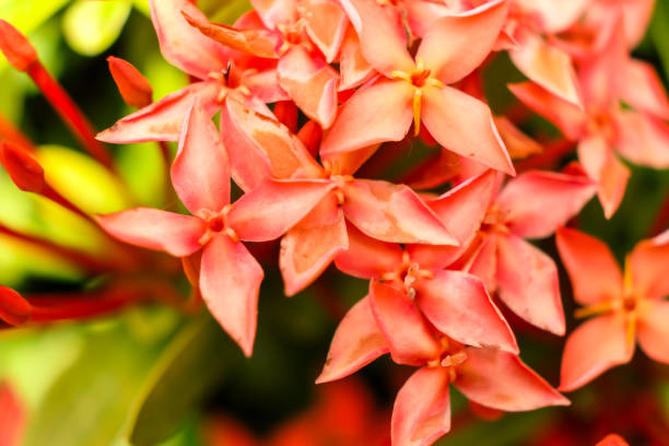 istock Close up red Rubiaceae flowers, Ixora flower 700918150
