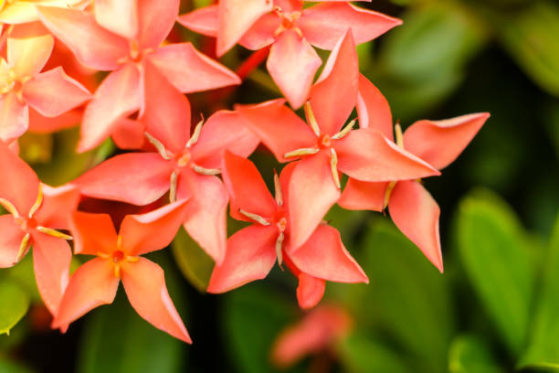 istock Close up red Rubiaceae flowers, Ixora flower 700918178