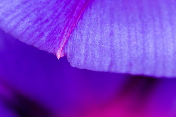 istock purple flower. close 700918738