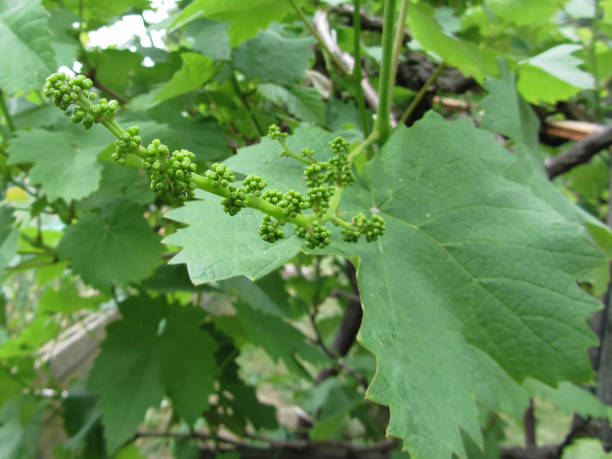 istock First buds on white mulberry tree ( Morus alba ) . Tuscany, Italy 700918746