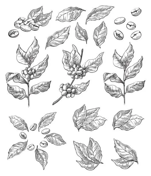 Vector illustration of wreath from coffee beans and berry