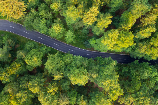 istock Road through the forest - aerial view 700952476