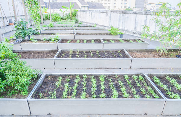 istock agriculture in urban 700959050