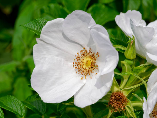 istock Close up of a white wildflower 700969650