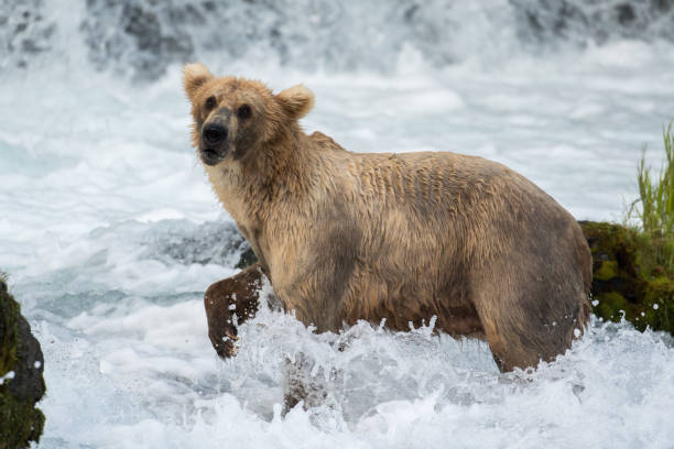 istock Large Alaskan brown bear at Brooks Falls 700972298