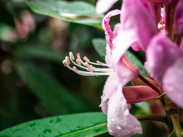 istock Close up of blooming pink Rhododendron. 700972316