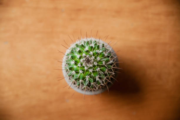 Isolated cactus on wooden background. Cactus background and texture. Cactus on vintage  background. Abstract background and texture for designers.