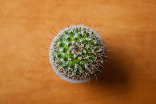 istock Isolated cactus on wooden background. Cactus background and texture. Cactus on vintage  background. Abstract background and texture for designers. 700980932