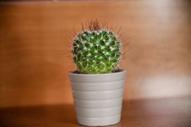 istock Isolated cactus on wooden background. Cactus background and texture. Cactus on vintage  background. Abstract background and texture for designers. 700980936
