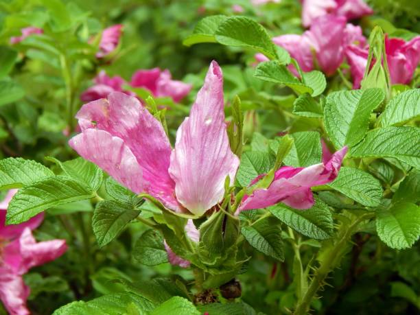 istock Wild Rose of a dogrose close-up 700981354