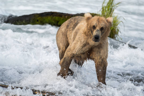 istock Large Alaskan brown bear at Brooks Falls 700981914