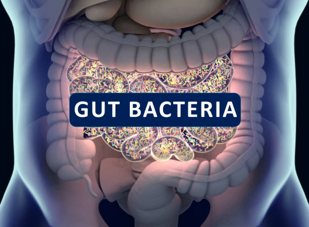 istock Gut bacteria , gut flora, microbiome. Bacteria inside the small intestine, concept, representation. 3D illustration. 700994818