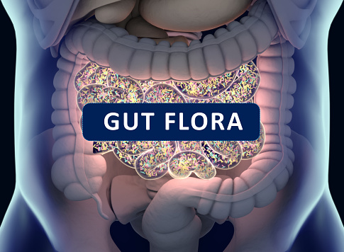Gut bacteria , gut flora, microbiome. Bacteria inside the small intestine, concept, representation with title \