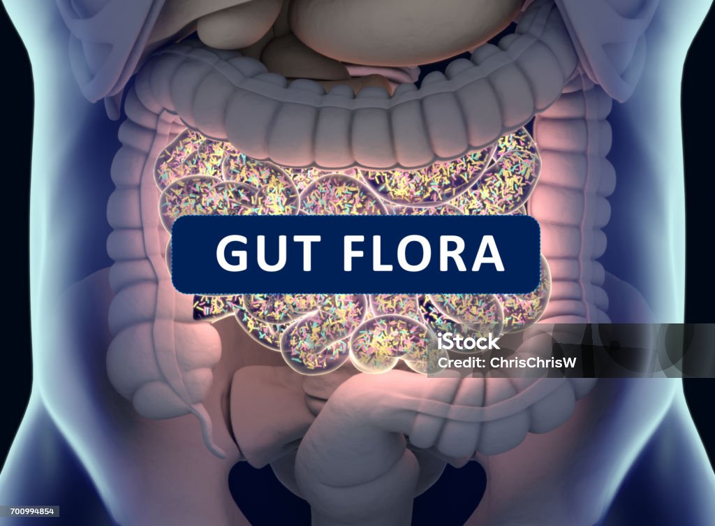 Gut bacteria , gut flora, microbiome. Bacteria inside the small intestine, concept, representation. 3D illustration. Gut bacteria , gut flora, microbiome. Bacteria inside the small intestine, concept, representation with title "Gut Flora". 3D illustration. Gut bacteria , gut flora, microbiome. Bacteria inside the small intestine, concept, representation with title "Gut Bacteria". 3D illustration. Microbiome Stock Photo