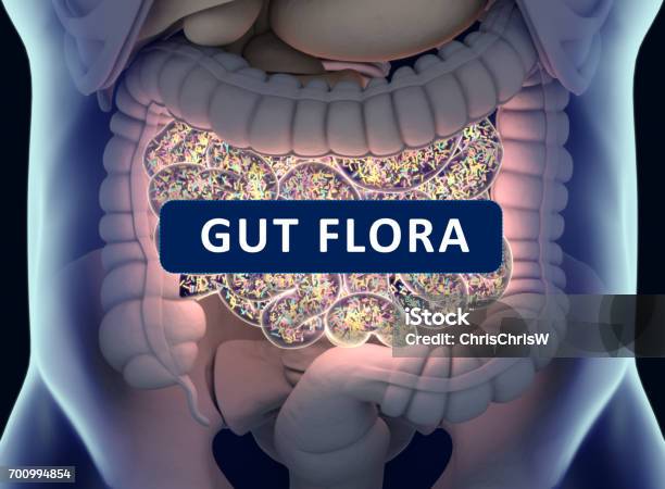 Gut Bacteria Gut Flora Microbiome Bacteria Inside The Small Intestine Concept Representation 3d Illustration Stock Photo - Download Image Now