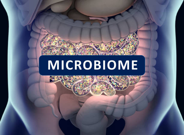 istock Gut bacteria , gut flora, microbiome. Bacteria inside the small intestine, concept, representation. 3D illustration. 700994898